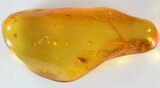 Fossil Beetle (Coleoptera) In Baltic Amber #39107-2